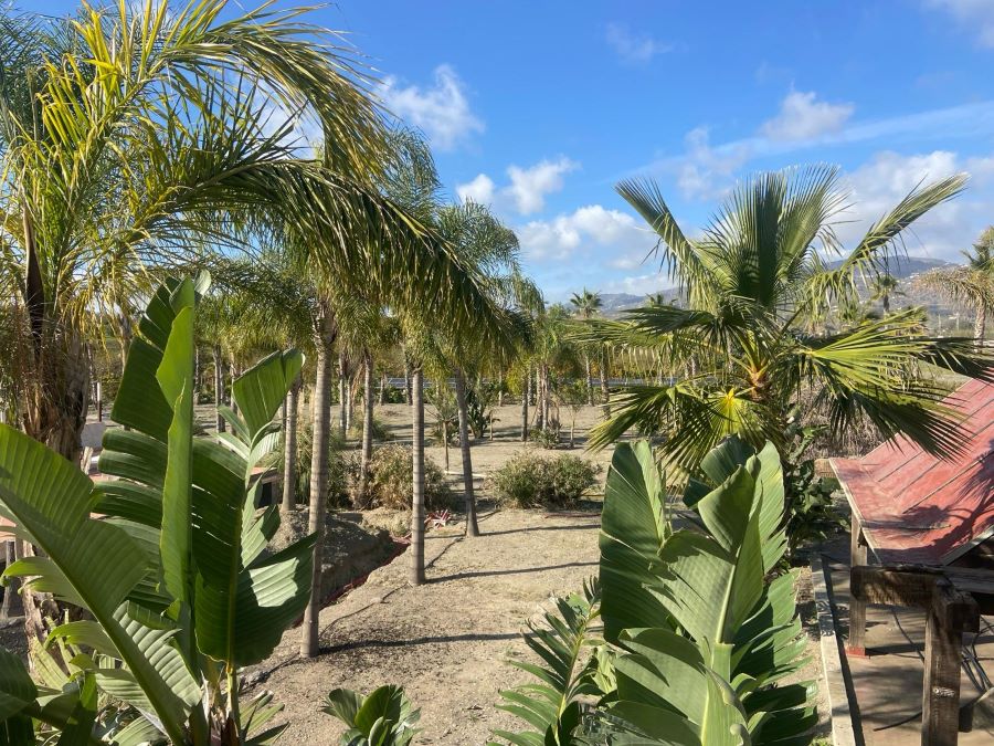 Projekt mit großem Potenzial nur wenige Minuten vom Strand Caleta de Velez entfernt