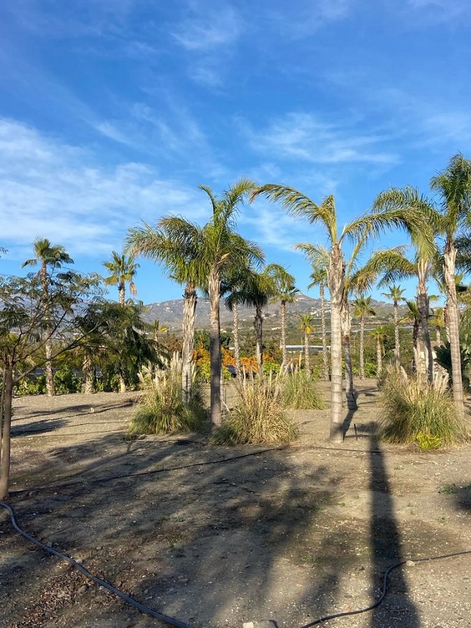 Projet à fort potentiel à quelques minutes de la plage de Caleta de Velez